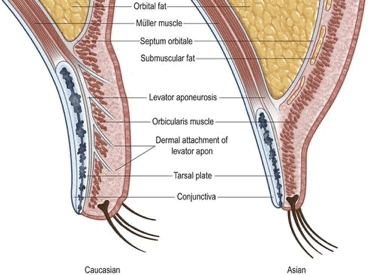 asian eyelid anatomy